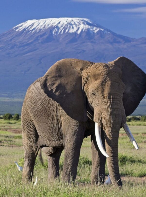 Amboseli National Park