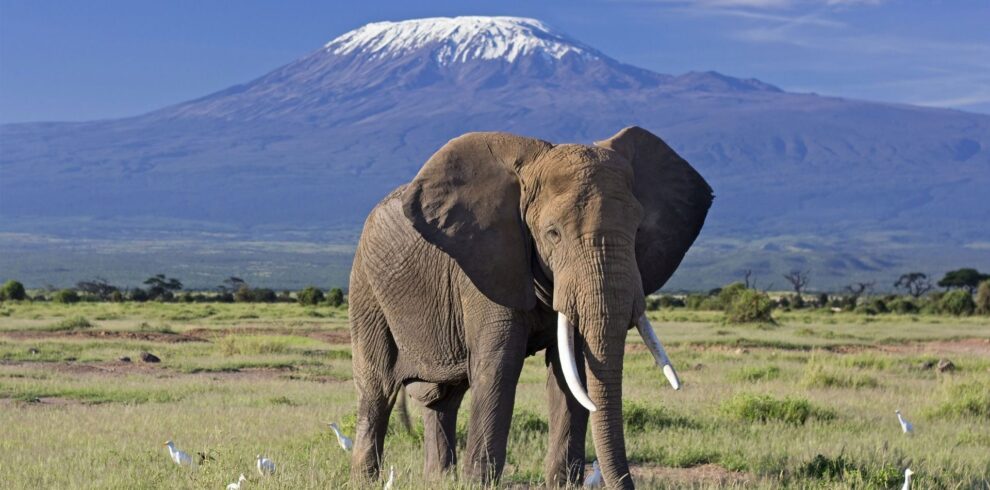 Amboseli National Park