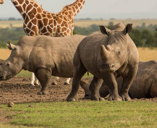 Ol Pejeta Conservancy