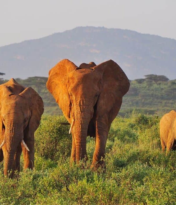 Samburu-National-Reserve-6