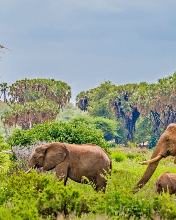 samburu-national-reserve-kenya