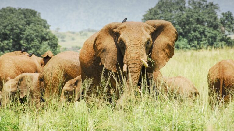 Kidepo valley national park- Uganda