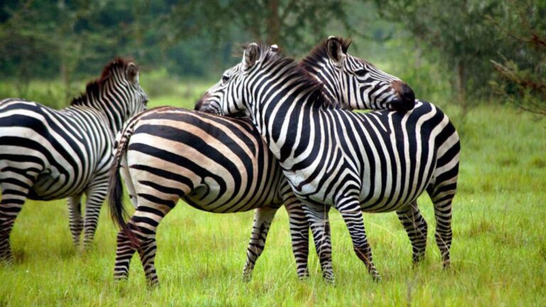 Lake-Mburo-National-Park