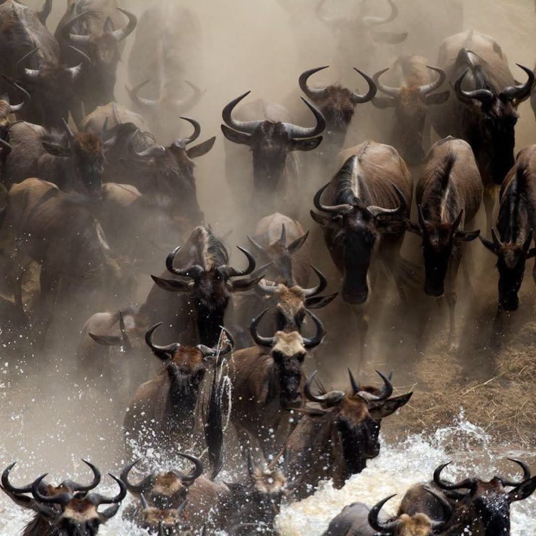 6 Days Tanzania Safari