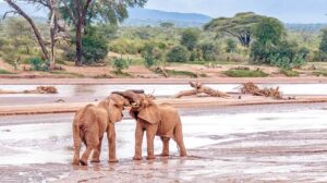 8 Days Samburu Masai Mara By Air