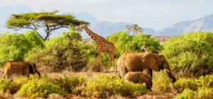 4 Days 3 Nights Shaba & Samburu Safari