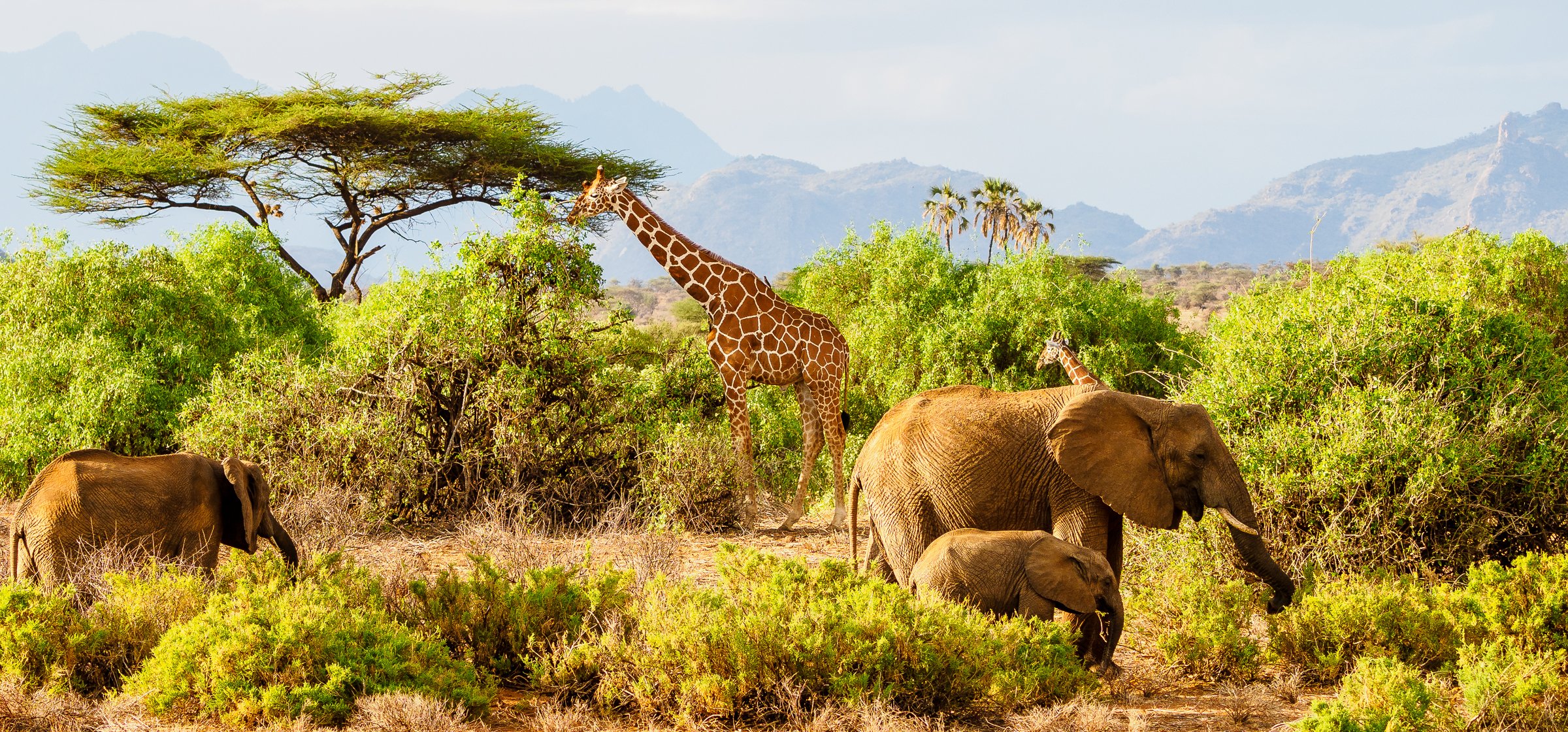4 Days 3 Nights Shaba & Samburu Safari