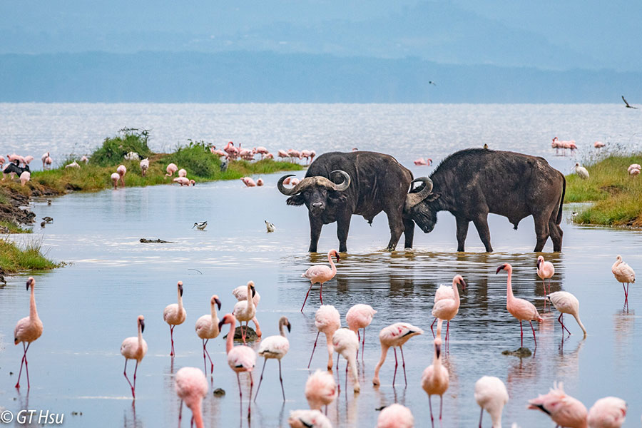 Day 1: Day 1: Nairobi to Lake Naivasha