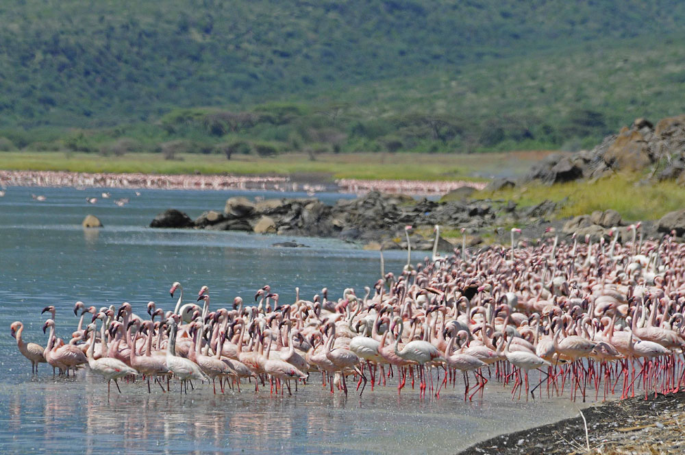 Day 2: Day 2: Lake Naivasha to Lake Nakuru National Park
