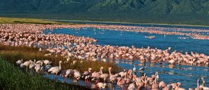 Lake Naivasha