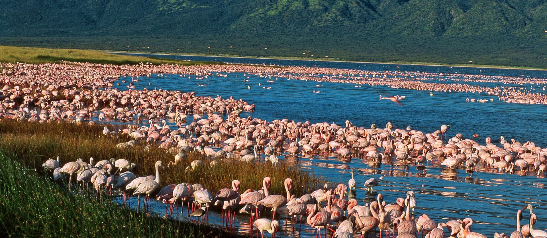 Lake Naivasha