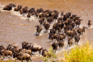 5 Days Tanzania Safari