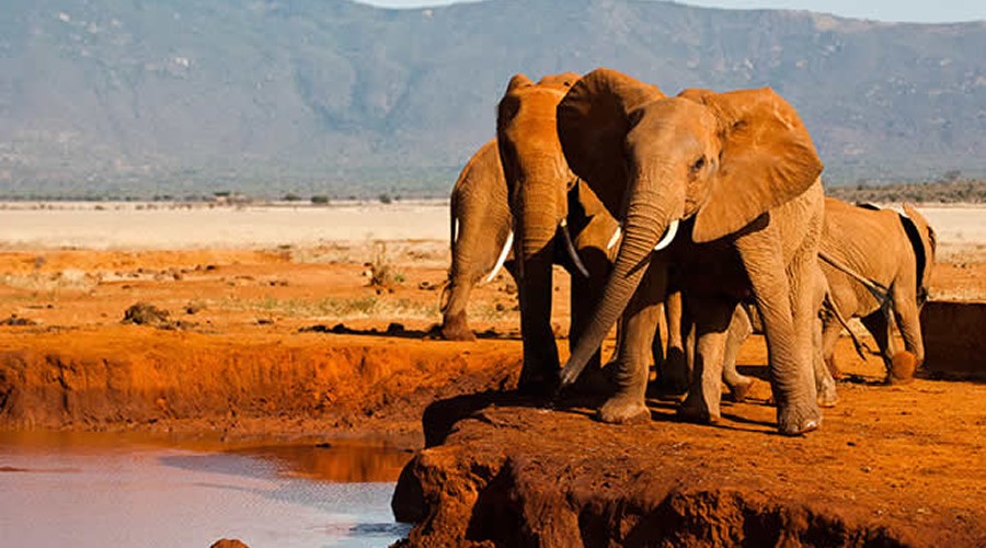 Tsavo