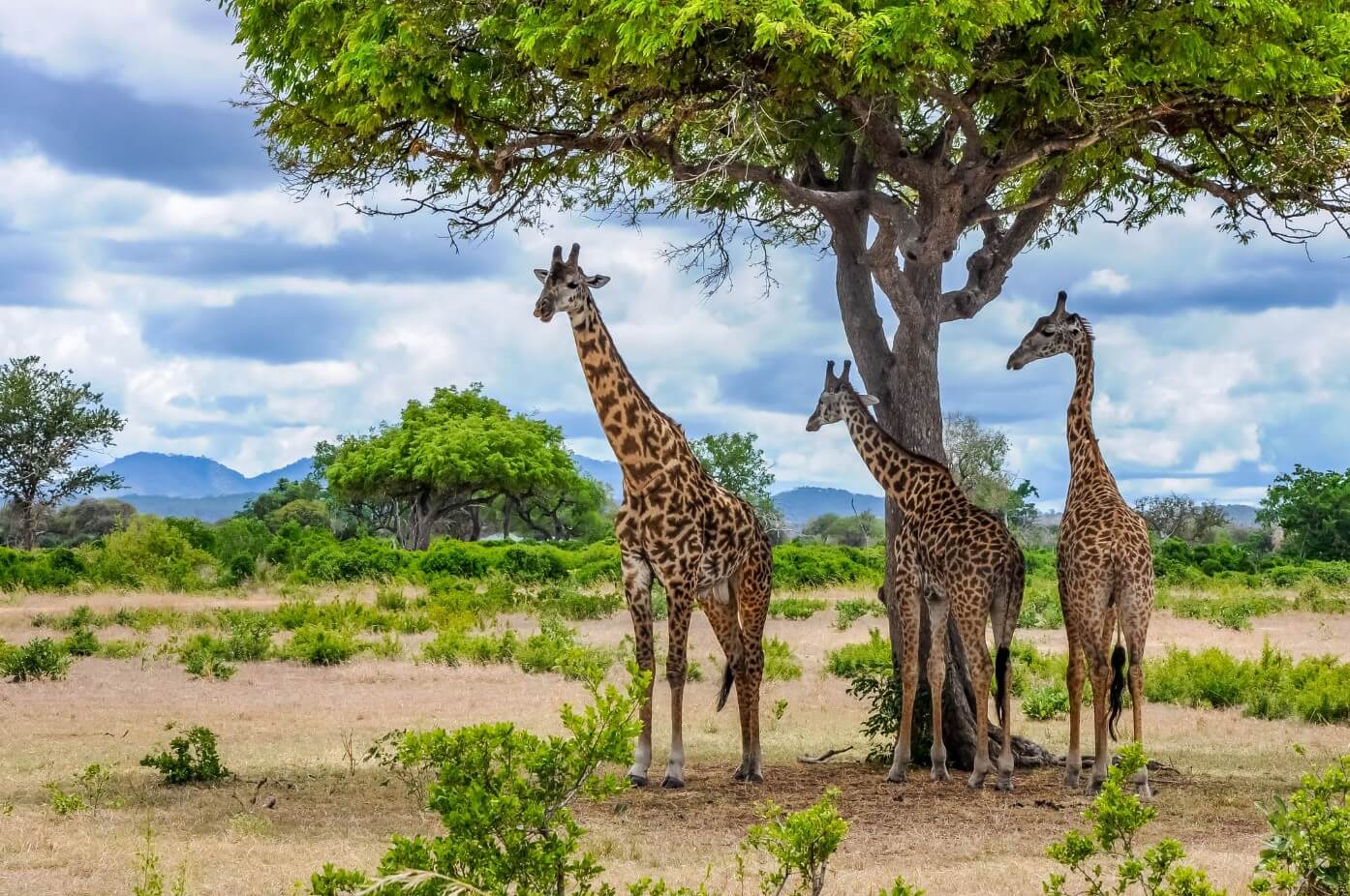 Mikumi National Park