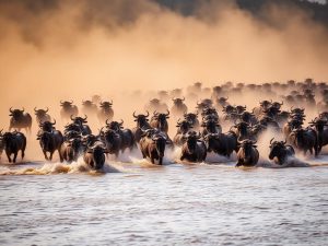 Masai Mara National Reserve