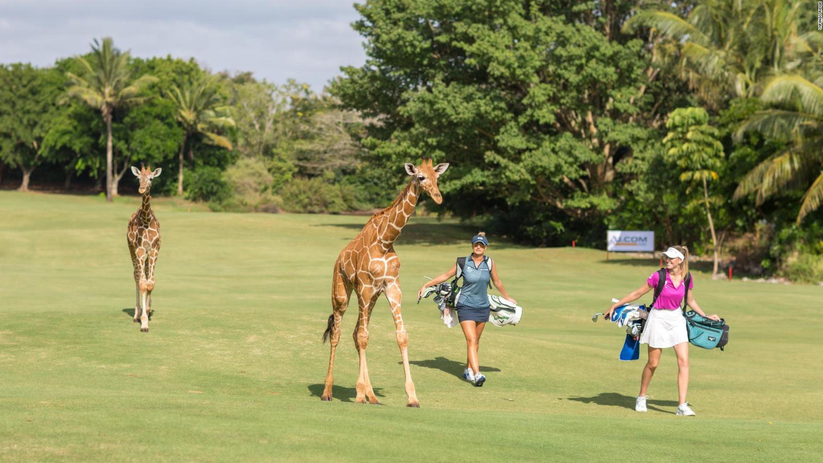 Golf Safaris
