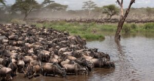 Grumeti Game Reserve