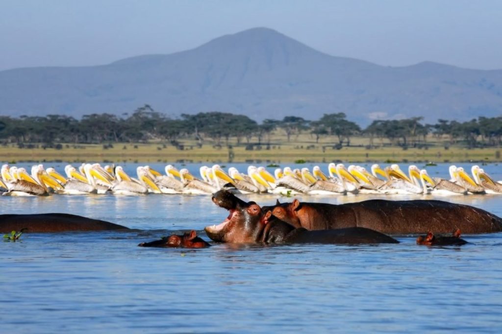 Day 2: Day 2: Lake Naivasha to Lake Nakuru National Park