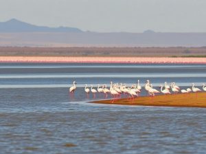 3 Days Lake Naivasha to Lake Nakuru Safari