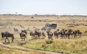 Wildebeest herd on the Serengeti plains