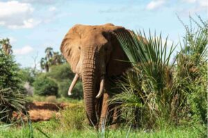 7 Days Accessible Safari — The Plains of Mara