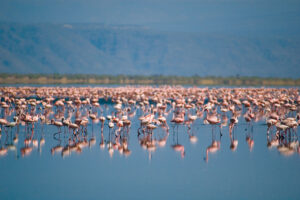 Lake Natron Helicopter Safari