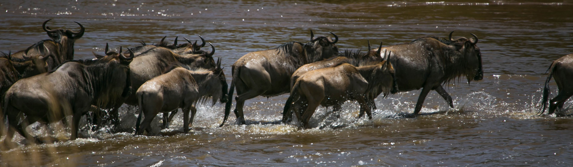 Combo Safaris