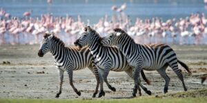 Arusha National Park Day Trip