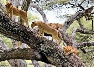 Lake Manyara Day Trip