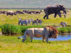 4 Days Luxury Serengeti Flying Safari